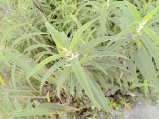 野外绿色植物特写