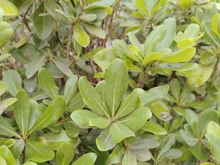 绿叶繁茂的植物景观
