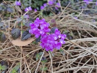 草丛中的紫色小花