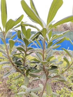 绿叶植物清新自然景致