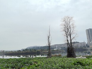 湖畔枯树与绿植景观
