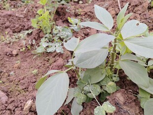 田间生长的绿叶植物
