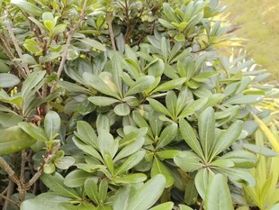 绿叶丛生的植物景观
