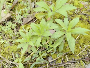野外生长的嫩绿植物