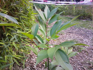 绿叶葱茏的户外植物
