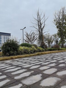 城市中铺石路面与绿植景观