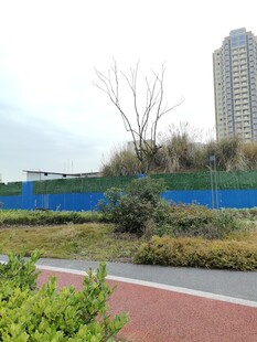 城市路边的绿植与高楼
