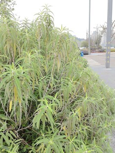 路边繁茂的绿色植物