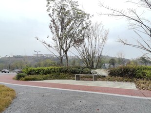 公园内的宁静小路景观
