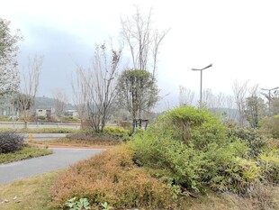 郊外小径旁的绿植与树木
