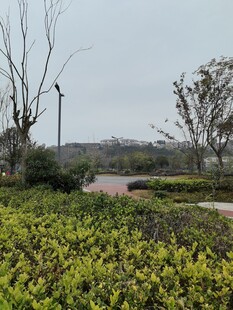 户外绿植景观