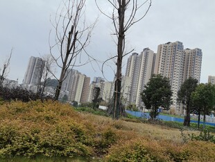 城郊景观高楼与枯树并存
