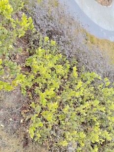 地面生长的嫩绿植物