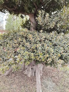 造型独特的绿植盆景