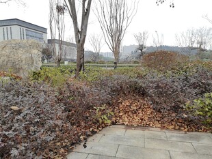 冬日户外植物景观一角