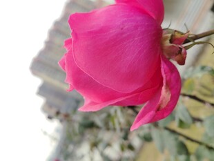 娇艳粉色花朵特写