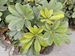 绿叶繁茂的观赏性植物