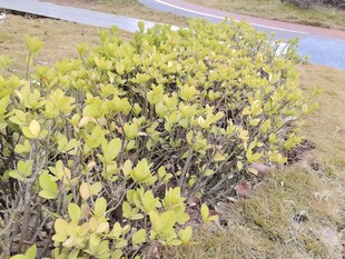 路边黄绿相间的灌木丛