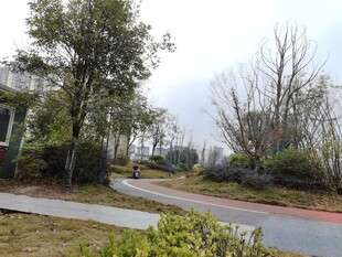 宁静的户外道路景观