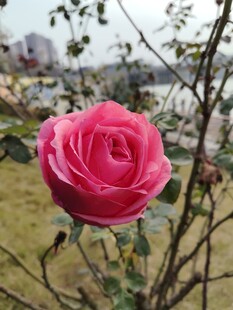 娇艳粉红玫瑰特写
