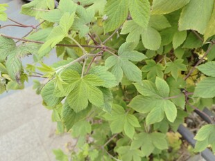 翠绿繁茂的爬藤植物