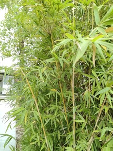 水边翠绿竹林景致