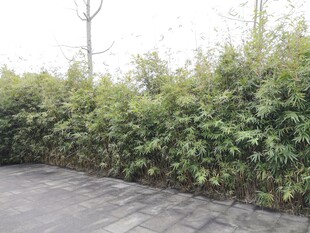 路边繁茂绿植景观