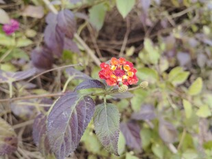 绿叶间的艳丽小红花