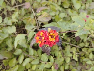 鲜艳双色花朵绽放绿叶间