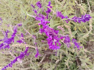 紫色野花绽放于草丛间