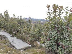 山间石板小径旁绿植繁茂