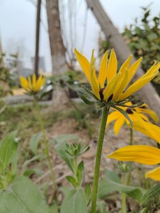 黄色花朵绽放于绿植间