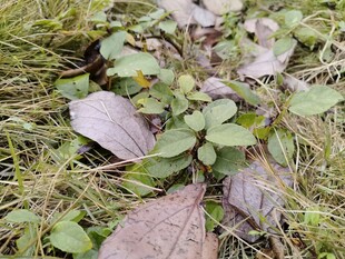 草地上的紫色叶片植物