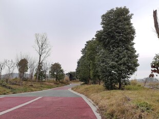 郊外红道旁的树木风景