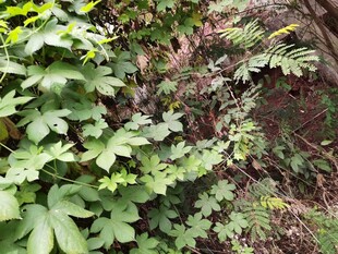 山林间繁茂的绿色植物