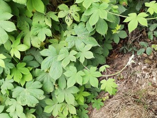 绿叶丛生的自然景象