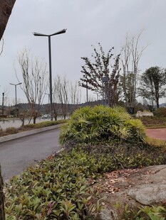 冬日路边绿植景观