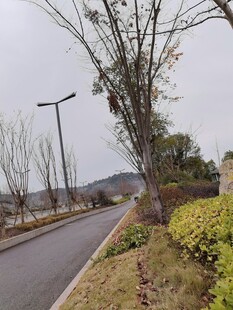 郊外路旁的树木与绿植