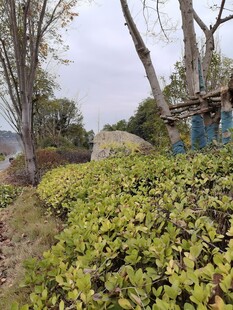 户外绿植与树木景观