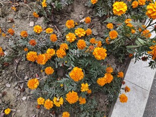 路边盛开的橙色美丽花朵