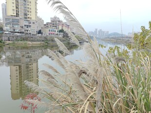 河畔芦苇与城市倒影景观