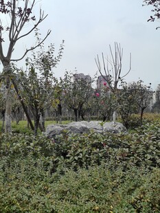 户外绿植环绕的宁静场景