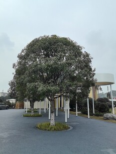 道路中央的茂盛树木
