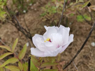 单朵白花绽放于自然间