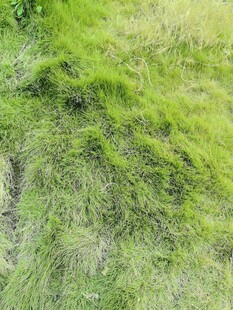 翠绿草地风光