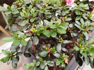 翠绿繁茂的盆栽植物