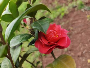 娇艳山茶花绽放于绿叶间