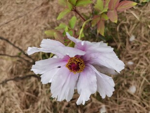 单朵淡紫色花朵特写