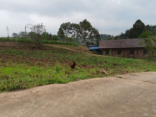 乡村田野边的开阔道路