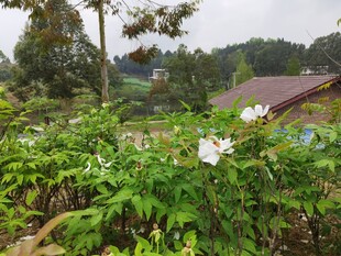 田园间的繁茂绿植花卉